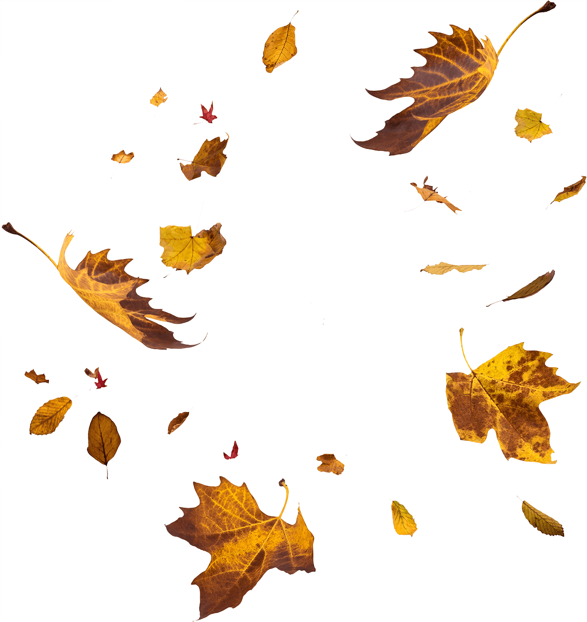 Feuilles