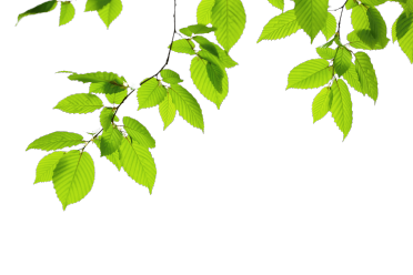 Arbre