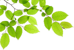 Arbre