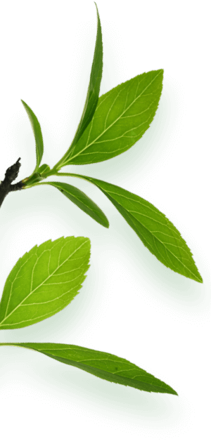 Branches