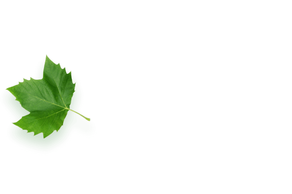 Feuille verte