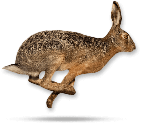 Lièvre